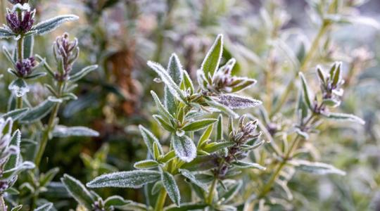 A legszebb téli fűszerek balkonra A legszebb téli fűszerek balkonra