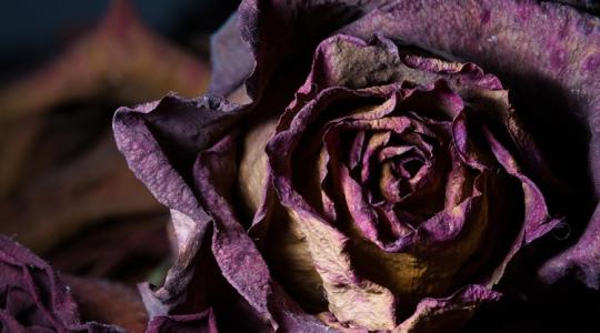 A szárított virágok reneszánsza: így kezdj bele