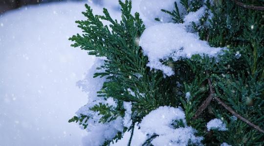 Télen is zöld? Igen! – ezek a növények tartják a színt