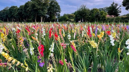 A profik trükkjei: mit adj a kardvirágnak, hogy gyönyörű legyen?