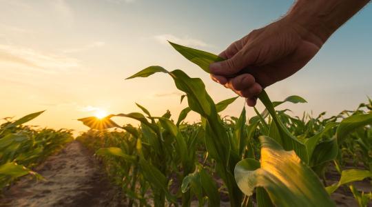 Új irány a fenntartható gazdálkodásban: élő mikroorganizmusokkal a terméshozamért
