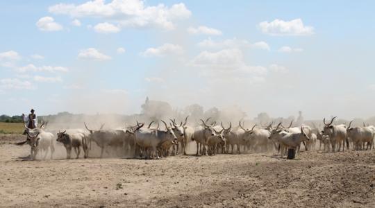 Szívósak és kreatívak a magyar állattenyésztők – másképp nem megy