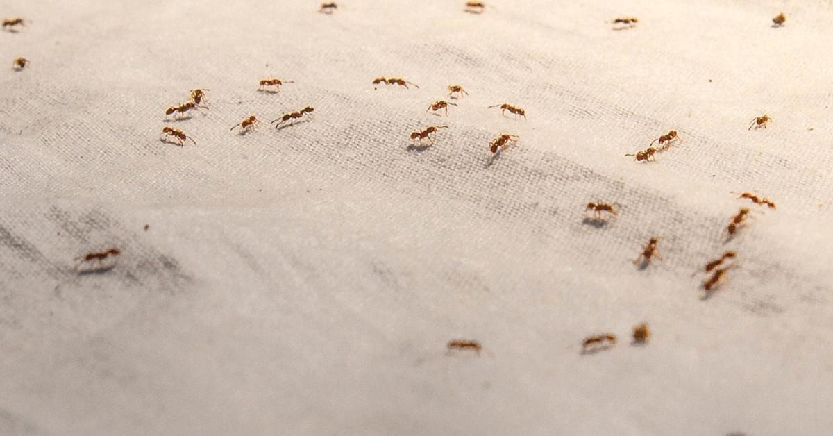 A leggyakoribb téli kártevők a tárolóban A leggyakoribb téli kártevők a tárolóban