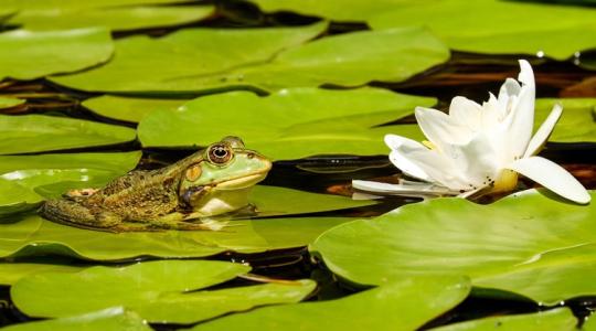 A kerti tó téli „élete” – mit nem látunk?