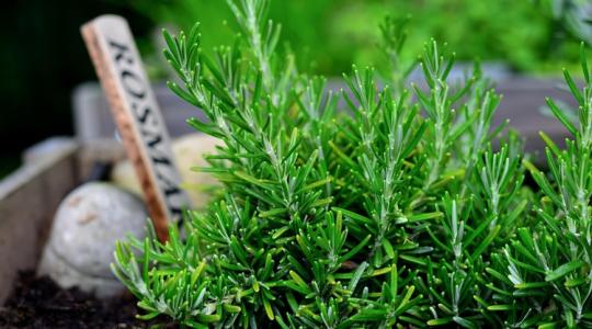 7 illat, ami télen is „kerti hangulatot” ad