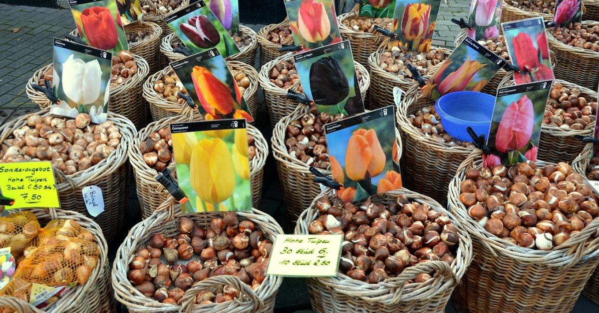 5 ok, amiért a kertészek imádják a novembert