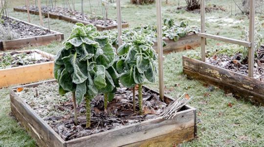 Közösségi kert télen – van értelme? Közösségi kert télen – van értelme?