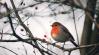 A legszebb téli madármegfigyelő pontok itthon