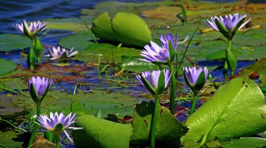 A kerti tó karbantartási titka: 20 perc alatt újjávarázsolhatod