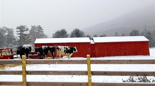 7 dolog, amit az állattartók másképp csinálnak télen