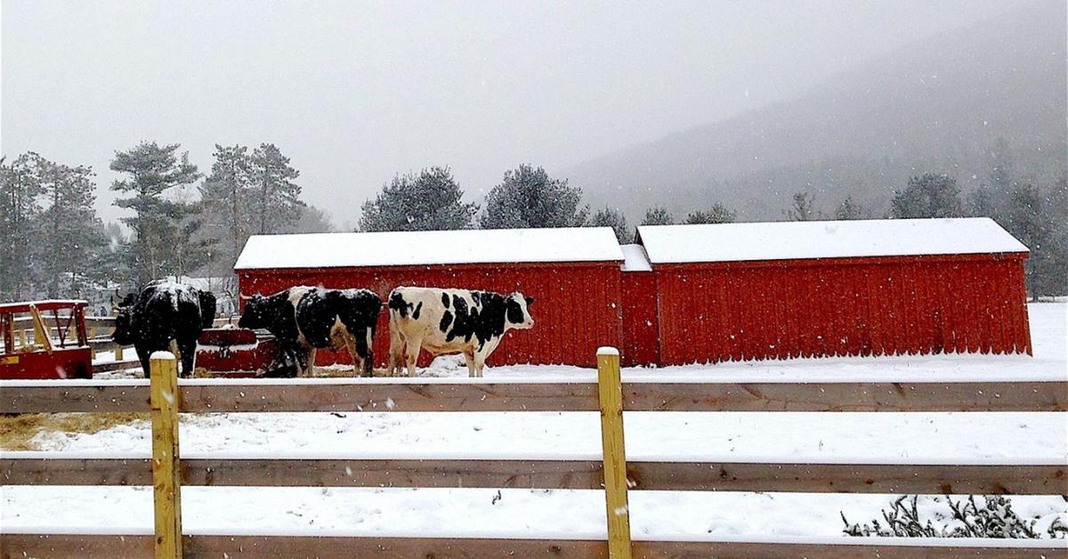7 dolog, amit az állattartók másképp csinálnak télen