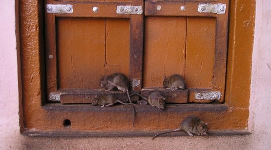 5 jel, hogy a rágcsálók beköltöztek hozzád – és mit tegyél