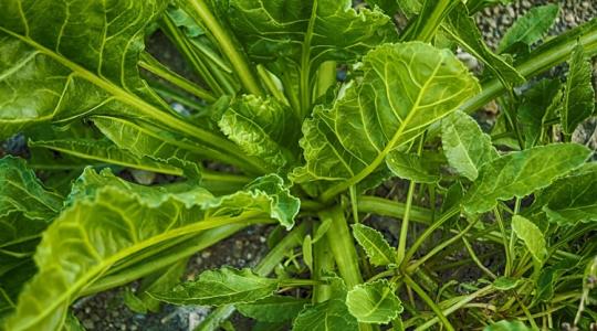 A november 3 legjobb „egynövényes” projektje