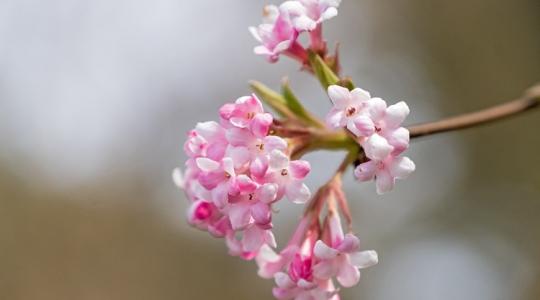 A tél legkedveltebb kerti színei – fotókkal
