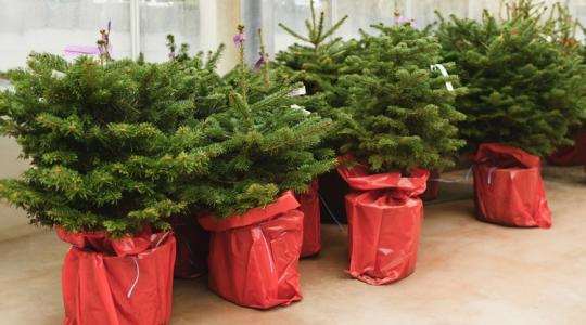 A cserepes karácsonyfa túlélési kézikönyve A cserepes karácsonyfa túlélési kézikönyve