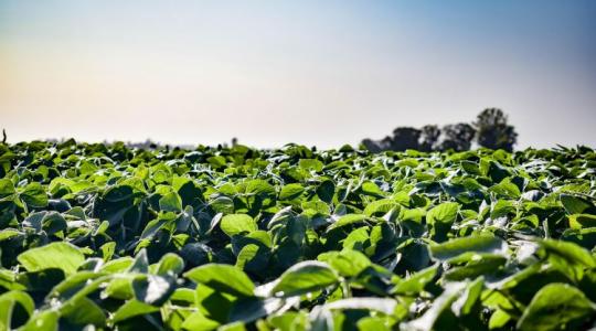 Félmillió hektár kukorica tűnt el – a szója töltheti be az űrt? Félmillió hektár kukorica tűnt el – a szója töltheti be az űrt?