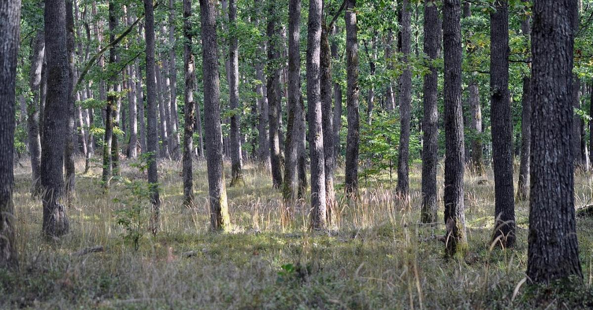 Rendkívüli helyzet egy újabb állat miatt Szlovákiában