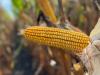 Kukoricatermesztés új szemléletben – DEKALB megoldások aszályos évjáratokra 