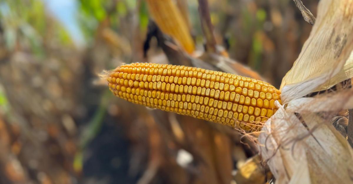 Kukoricatermesztés új szemléletben – DEKALB megoldások aszályos évjáratokra 