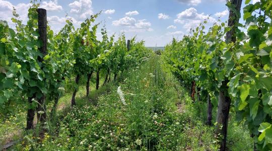 Szőlőkabóca: új remény a szőlészeknek – természetes megoldás az ültetvények védelmére