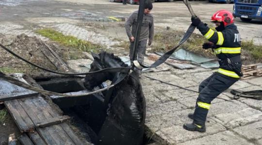 Különleges riasztás: lovat mentettek a csatornából, markológépre is szükség volt