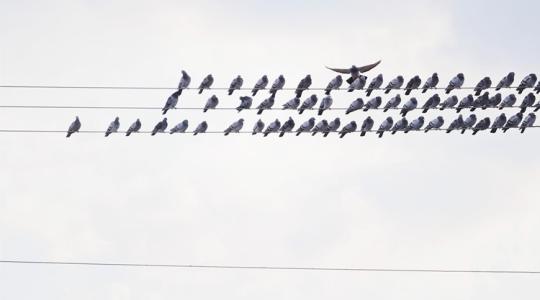 25 év adatait rendszerezik, professzionálisabb lesz a madárvédelem 25 év adatait rendszerezik, professzionálisabb lesz a madárvédelem