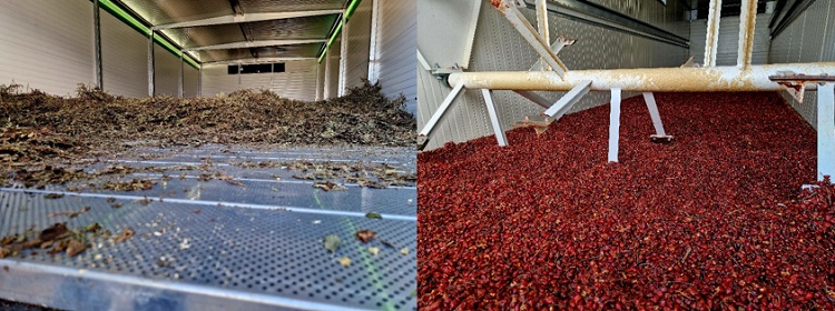 gyógynövény gyógynövény