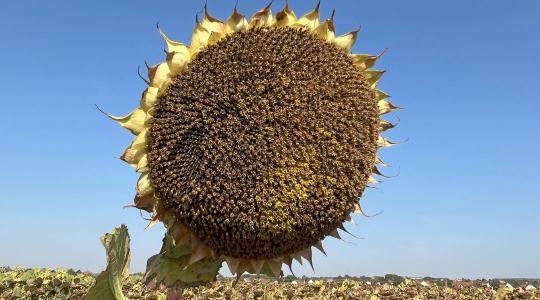 Megjelent a SAATEN-UNION tavaszi fajtakatalógusa