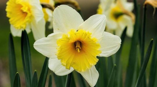 A nárcisz termesztése és gondozása – tippek a bőséges virágzáshoz