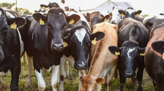 A hús jövője nem a laborban, hanem a felelős gazdaságokban dől el