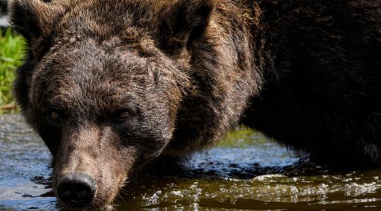 Ez mindenkit sokkolt: 350 medvét lőnek ki a szomszédban Ez mindenkit sokkolt: 350 medvét lőnek ki a szomszédban