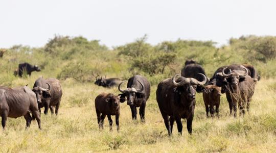 Elképesztő robajjal vonult át 260 bivaly a Tisza-hídon +VIDEÓ Elképesztő robajjal vonult át 260 bivaly a Tisza-hídon +VIDEÓ