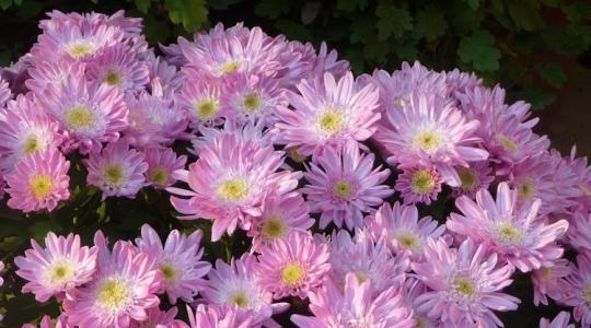 Így nevelj hálás évelőt a krizantémból Így nevelj hálás évelőt a krizantémból