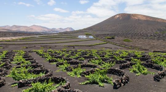 Elképzelni is nehéz, milyen talajból varázsoltak termőföldet Elképzelni is nehéz, milyen talajból varázsoltak termőföldet