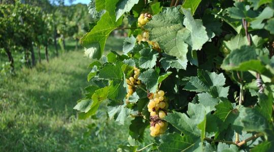 Szőlő- és bortermelők, figyelem: változott az adatszolgáltatási határidő Szőlő- és bortermelők, figyelem: változott az adatszolgáltatási határidő
