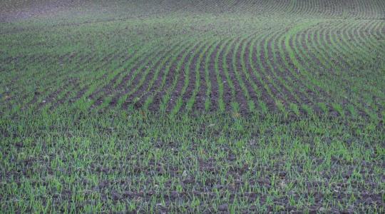 Még mindig kevés az őszi csapadék – veszélyben a vetések fejlődése