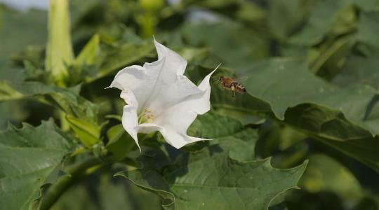 Online adatbázis segít felismerni a mérgező növényeket