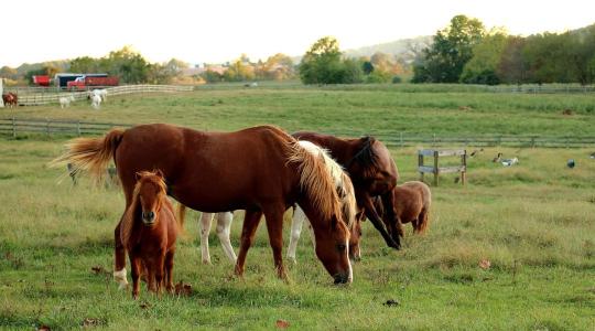 Régi társ új szerepben: a ló helye a jövő mezőgazdaságában
