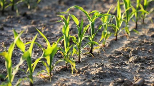 Észszerűbb trágyázás, nagyobb profit – így működik a szenzoralapú N-kezelés