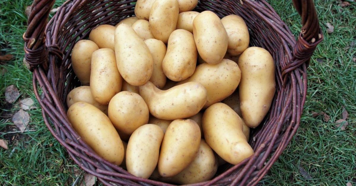 A burgonya, amely meghódította a gyorséttermeket