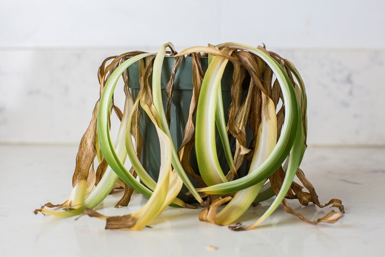 száraz szobanövény