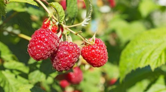 A málna metszése: minden, amit tudnod kell a bőséges terméshez