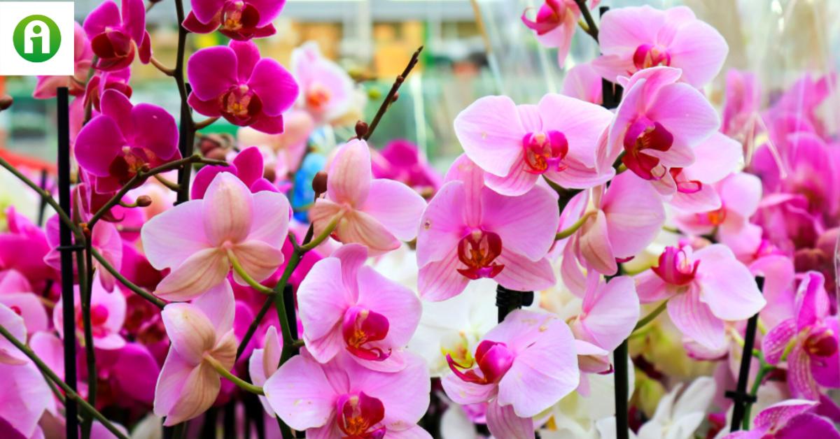 Állandóan virágzó orchidea? Ez az apróság a titka!