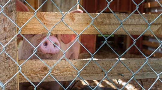 Új korszak jöhet a vágóhidakon az Egyesült Királyságban Új korszak jöhet a vágóhidakon az Egyesült Királyságban