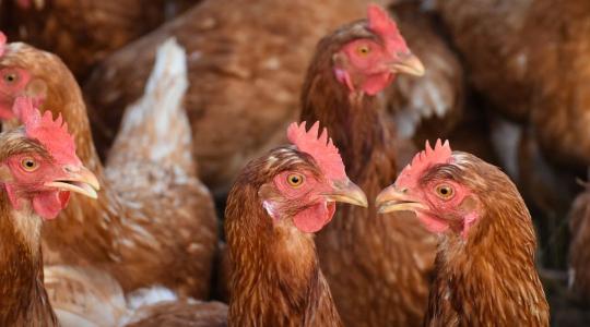 Aggasztó gyorsasággal terjed a madárinfluenza Európában