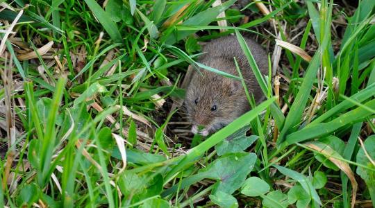 Kritikus szintet ért el a pocokfertőzöttség Kritikus szintet ért el a pocokfertőzöttség