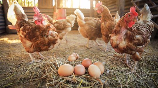 Vajon forradalmasíthatja az osztott takarmányozás a tojástermelést?