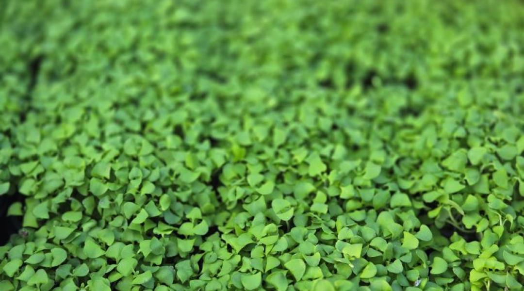 Nikoletta nagyot váltott: közgazdász volt, de most élete álmát építi