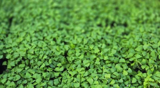 Nikoletta nagyot váltott: közgazdász volt, de most élete álmát építi