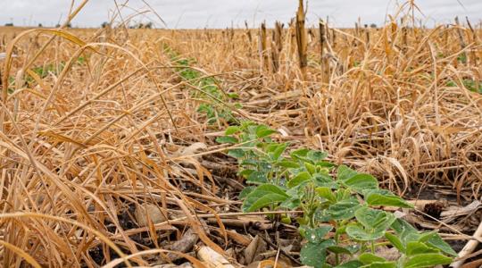 Elképesztő tempó: közel 20%-kal bővül évente ez a mezőgazdasági piac